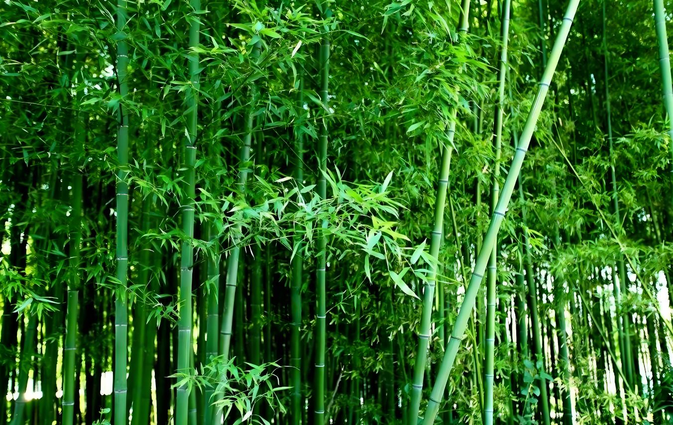 The factors affect the lifecycle of bamboo