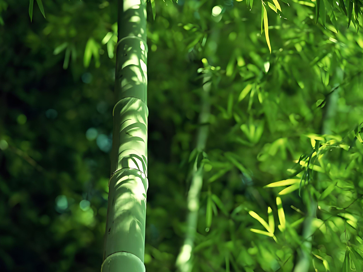 What are the meanings and symbols of bamboo in China